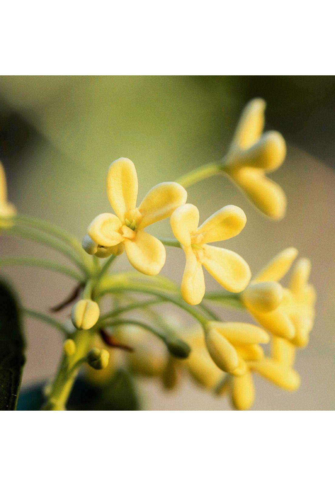 Leche de Cuerpo Osmanthus 250 ml LOccitane-1