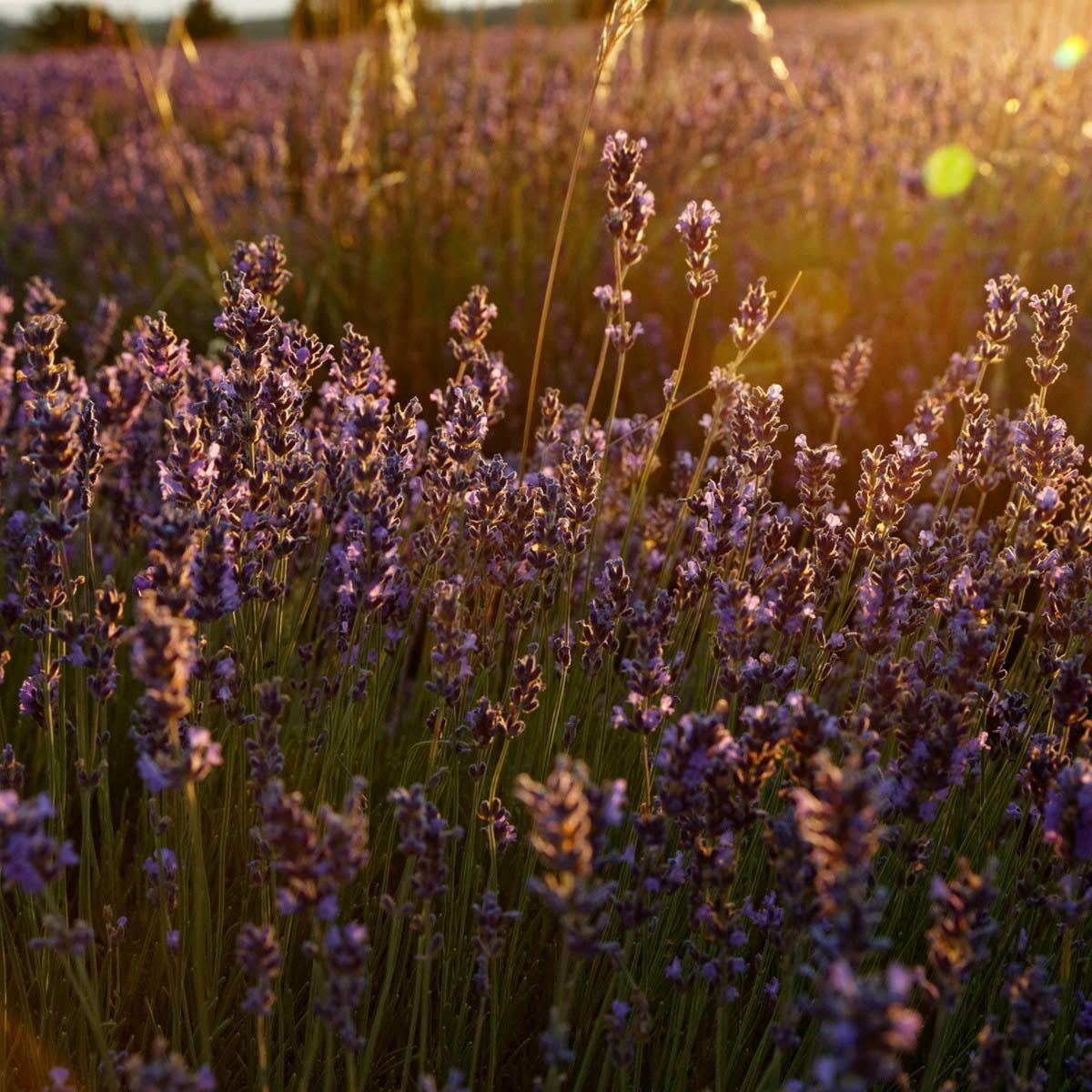 Jabón Líquido Karité Lavanda 500 ml LOccitane-4