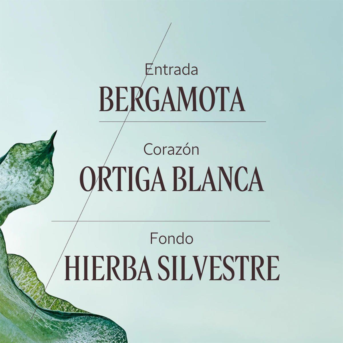 Perfume Mujer Ortie Blanche EDP 50 ml L'Occitane-3