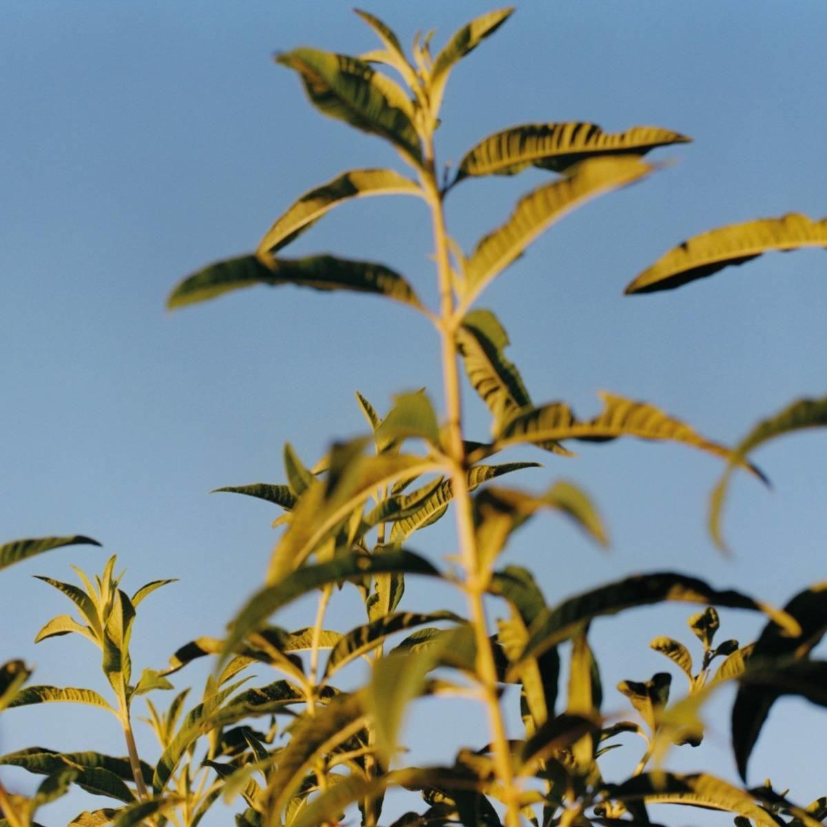 Jabón Líquido Karité Verbena 500 ml-3