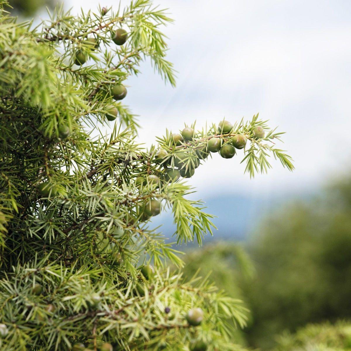 Bálsamo After-Shave Cade 75 ml L'Occitane-4