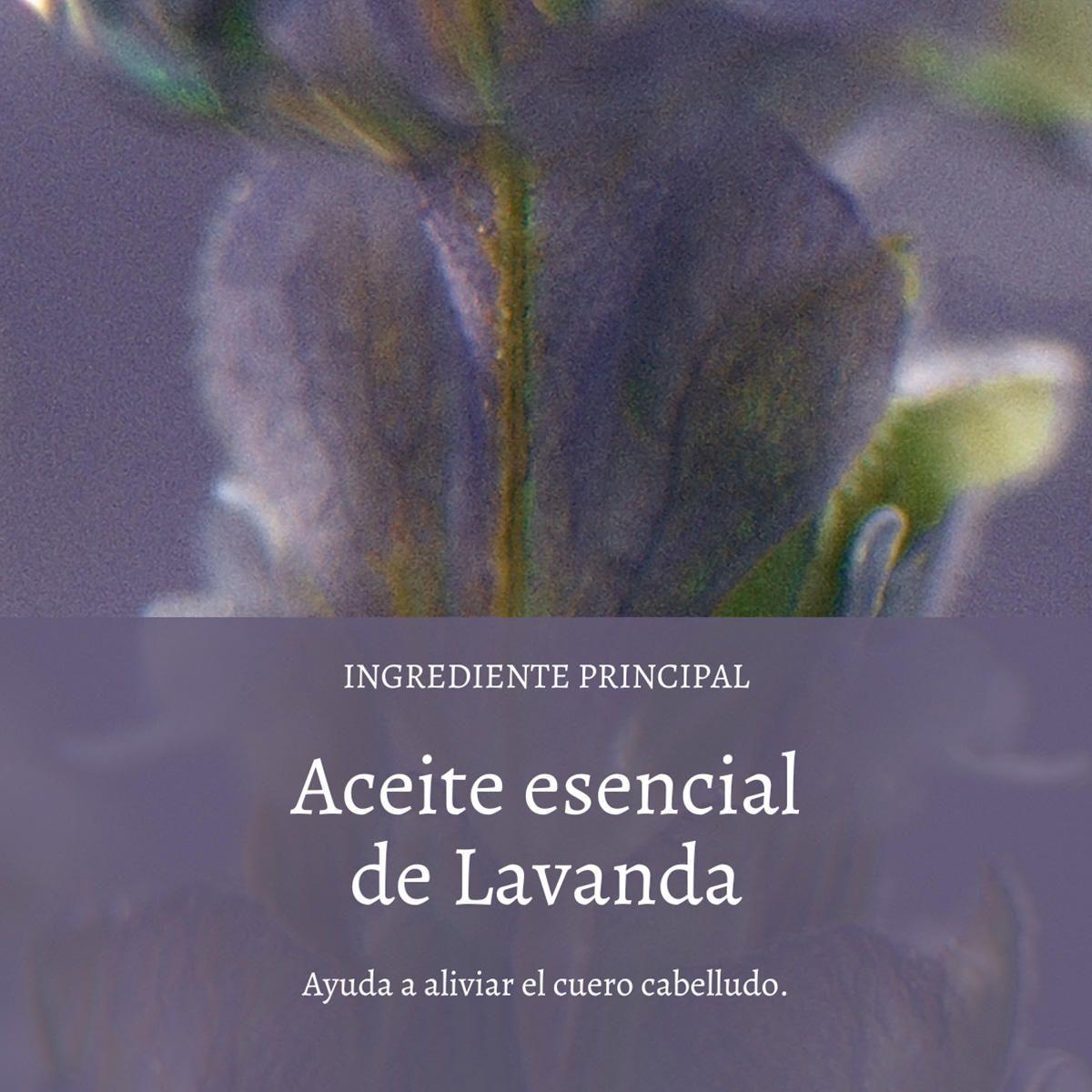 Sérum Capilar Hidratante Nocturno 50 ml L'Occitane-2