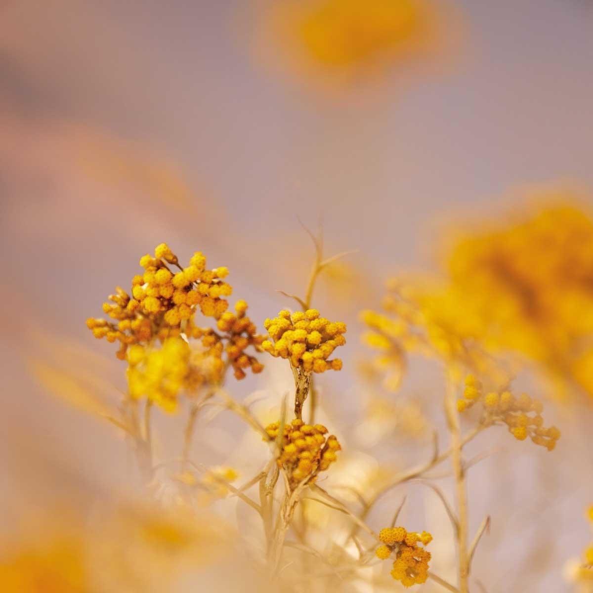 Bálsamo Multiuso Petit Remedy 15 g L'Occitane-5