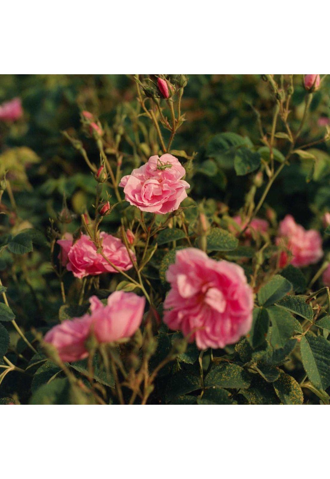Crema De Manos Karite Rosa 30Ml L'Occitane-1