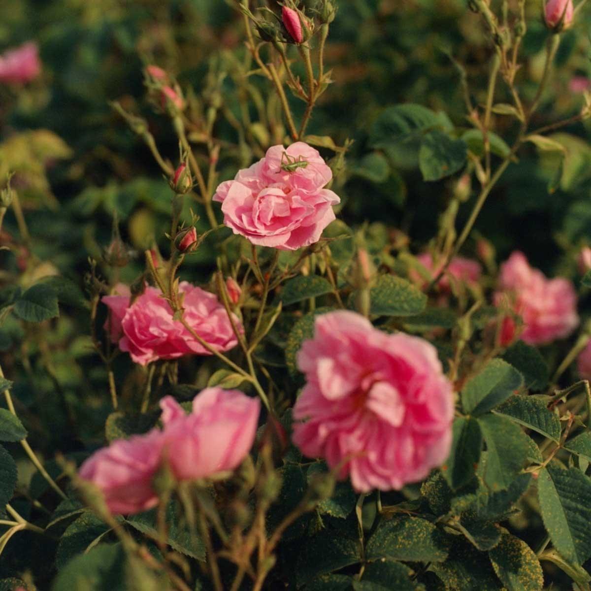 Crema De Manos Karite Rosa 30Ml L'Occitane-1