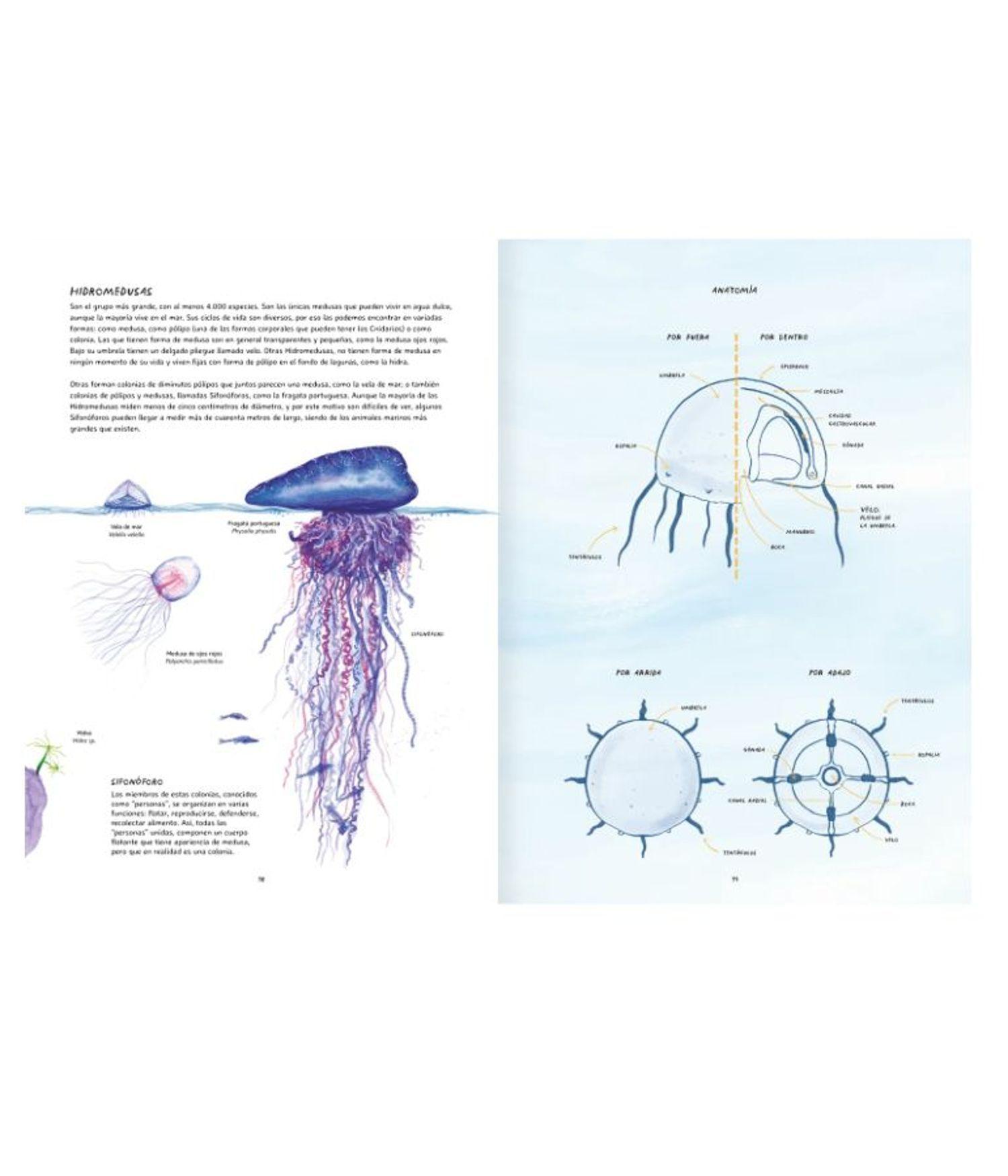 Libro para Preadolescentes - Misteriosas Medusas-2
