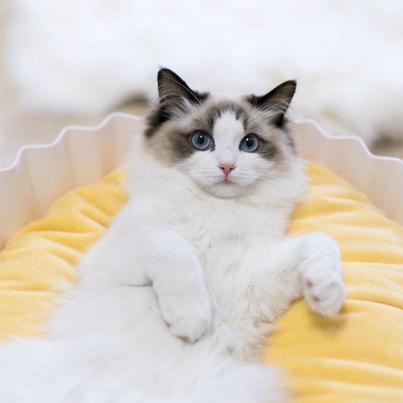 Pidan-Cama para mascotas Cupcake (almohadilla de enfriamiento incluida)-2