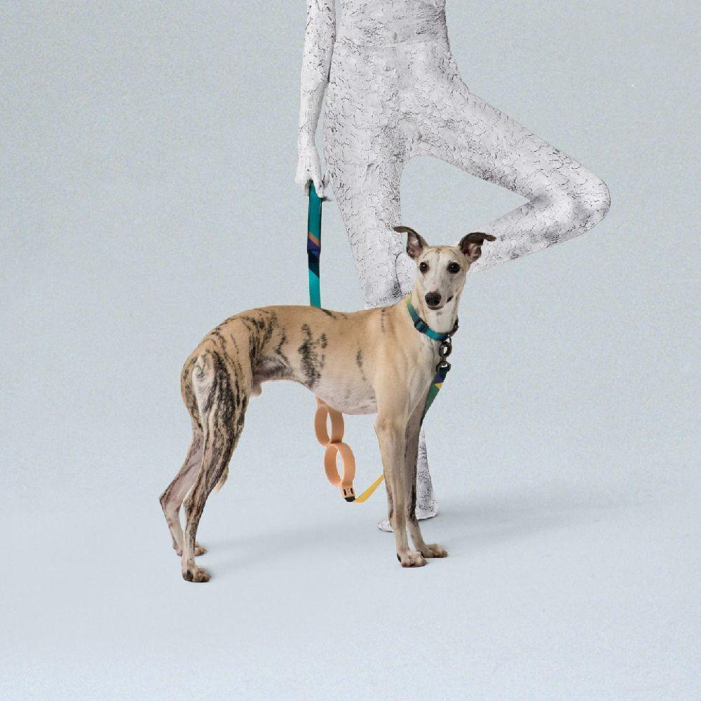 Pidan Correa Extensible para Perros Bloque Circular 3m5m-6