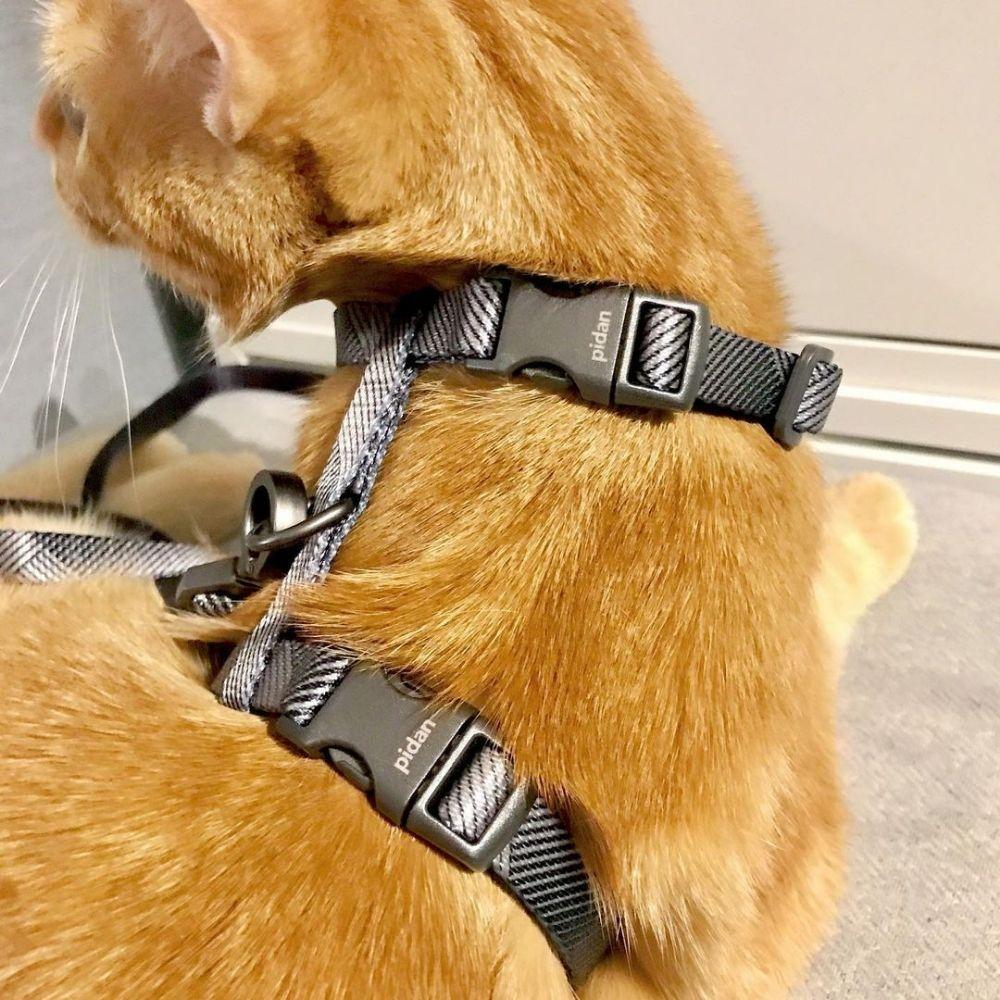 Arnés Y Correa Para Gato Ajustable Cómodo Seguro - Pidan®-7