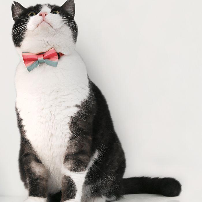 Pidan Corbatin Para Gato Ajustable Elegante Colore Variados Rosado-2