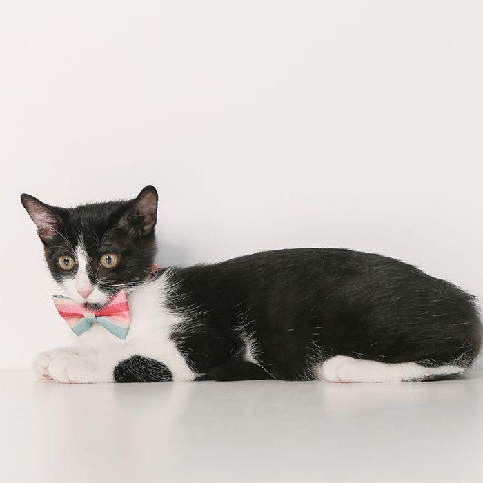 Pidan Corbatin Para Gato Ajustable Elegante Colore Variados Rosado-3