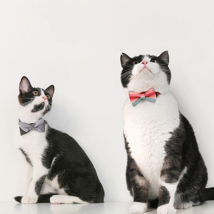 Pidan Corbatin Para Gato Ajustable Elegante Colore Variados Rosado-4