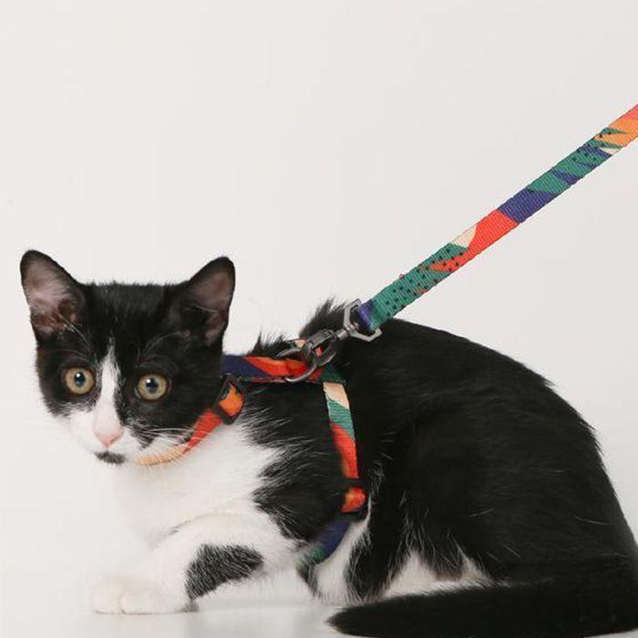 CONJUNTO DE ARNÉS Y CORREA PIDAN® - GATOS - A2-3