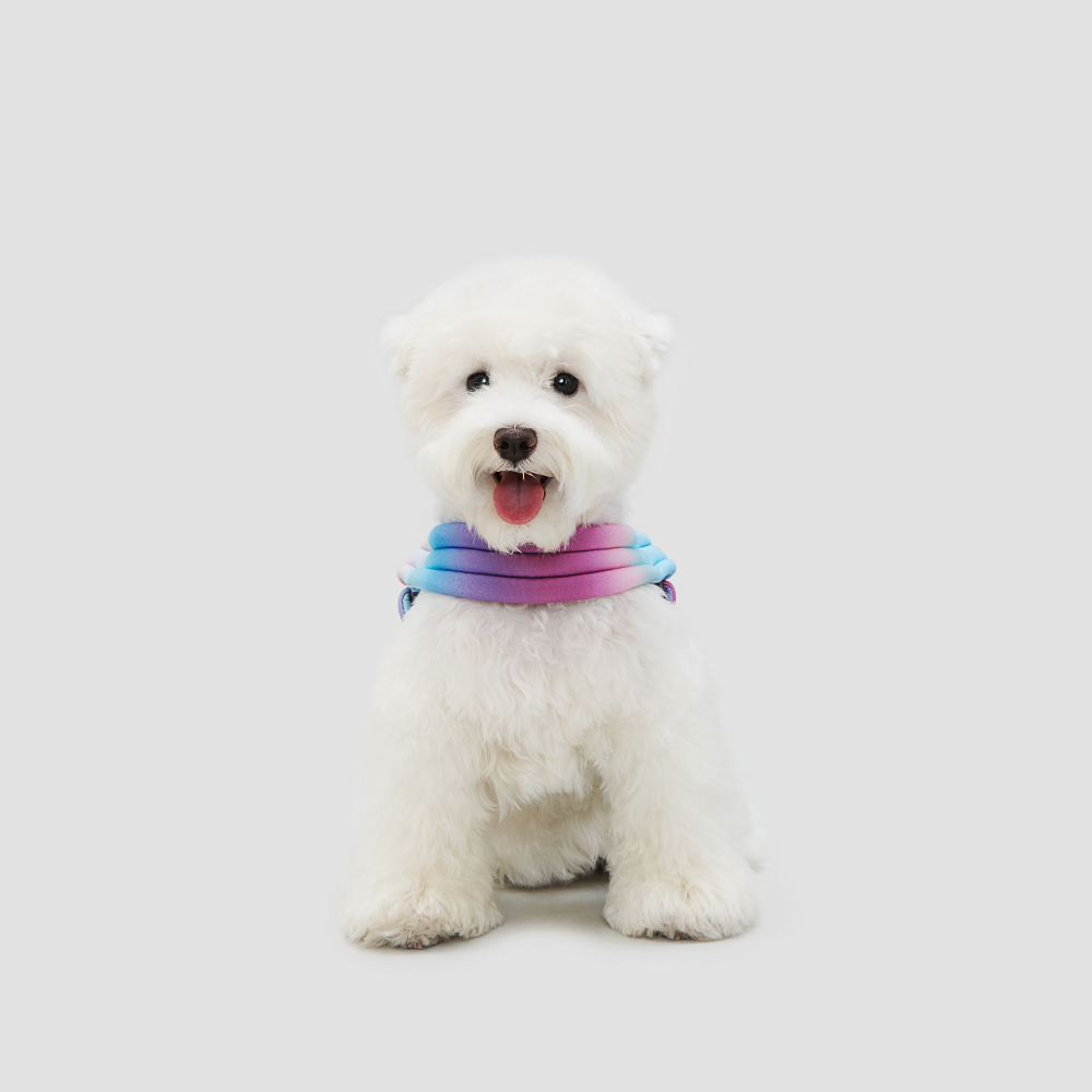 Pidan Arn s Para Mascotas Pet Peque o-4