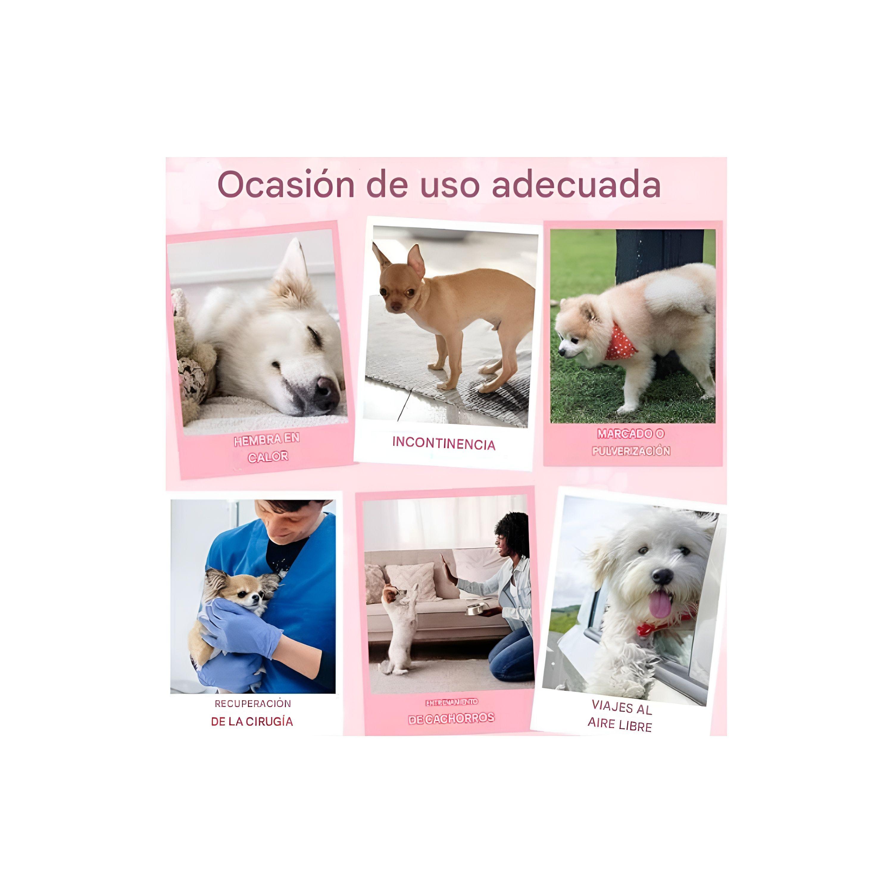X20 Pañales Para Perros Pañales Para Perro Pañales Gato L-3