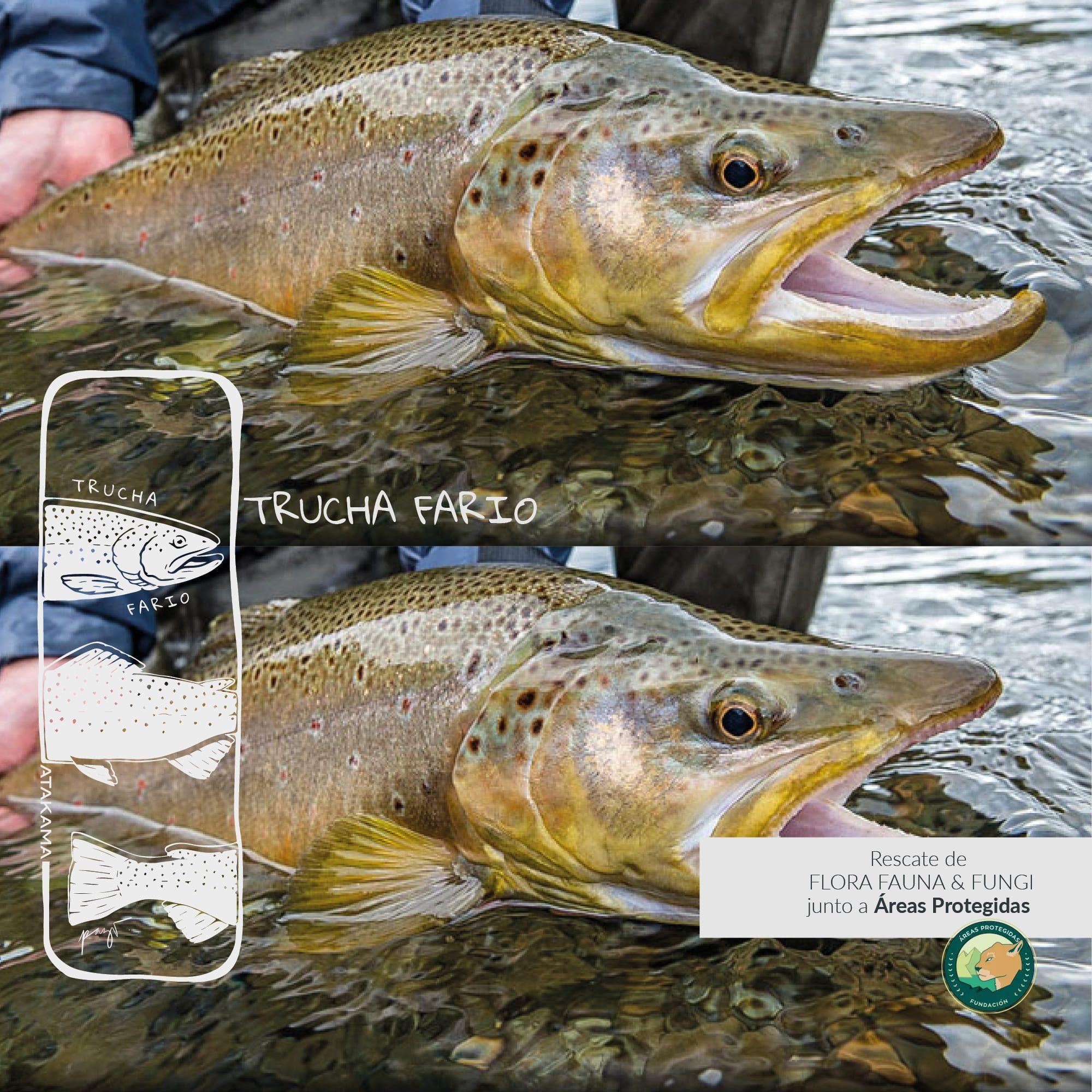 Mate Inoxidable 160 Ml Atakama Outdoor | Incluye Bombilla-5