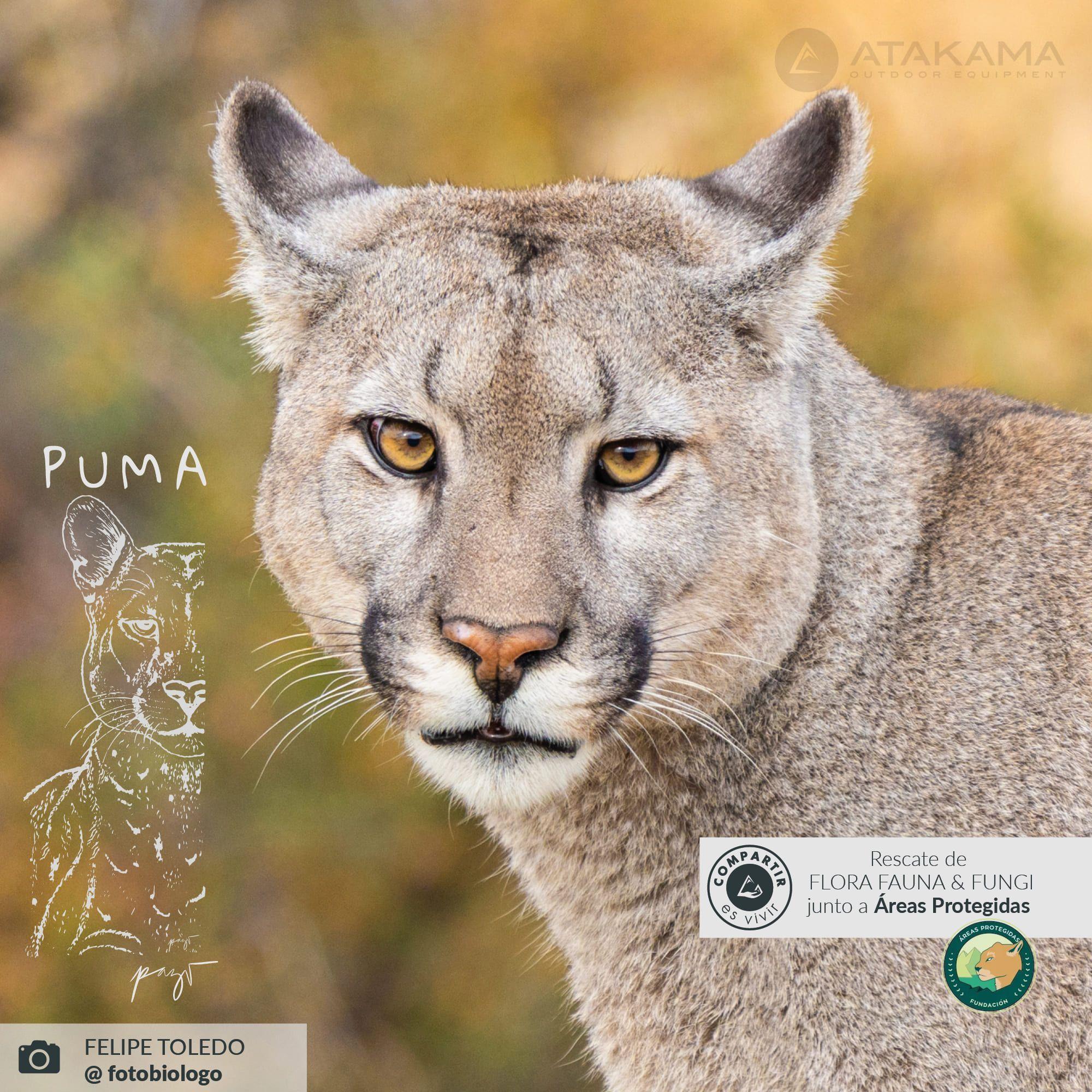 Petaca 150 Ml Negro Puma Atakama Outdoor-4