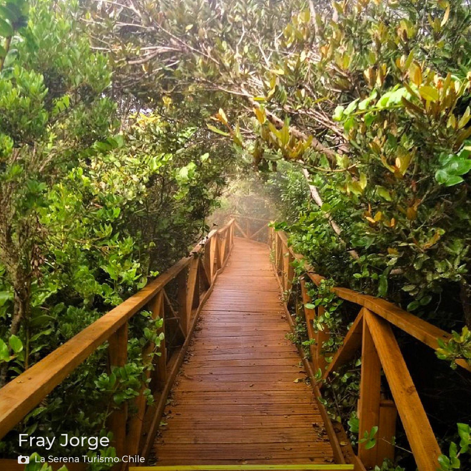 Hamaca Doble Fray Jorge / Hamaca Camping-4