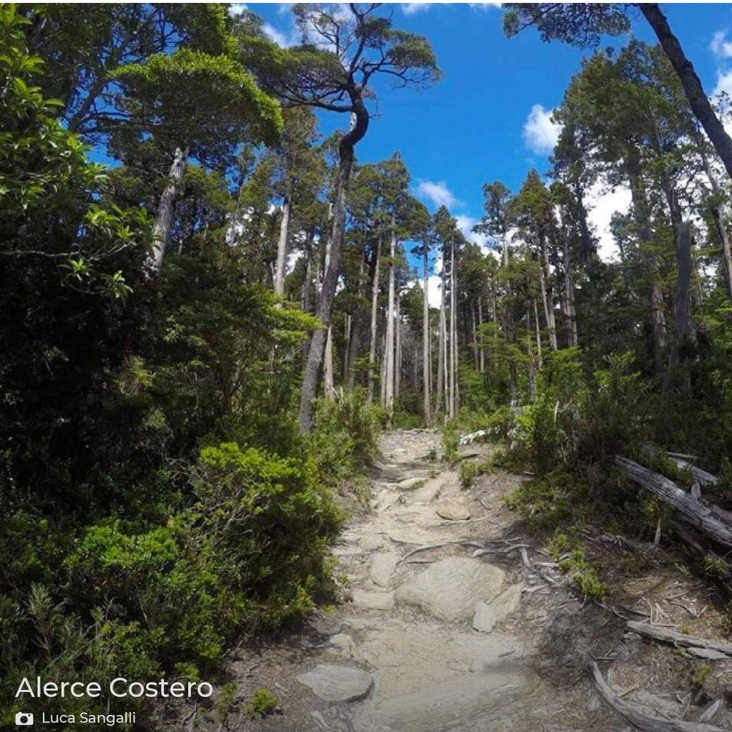 Hamaca Single Alerce Costero / Hamaca Camping-5