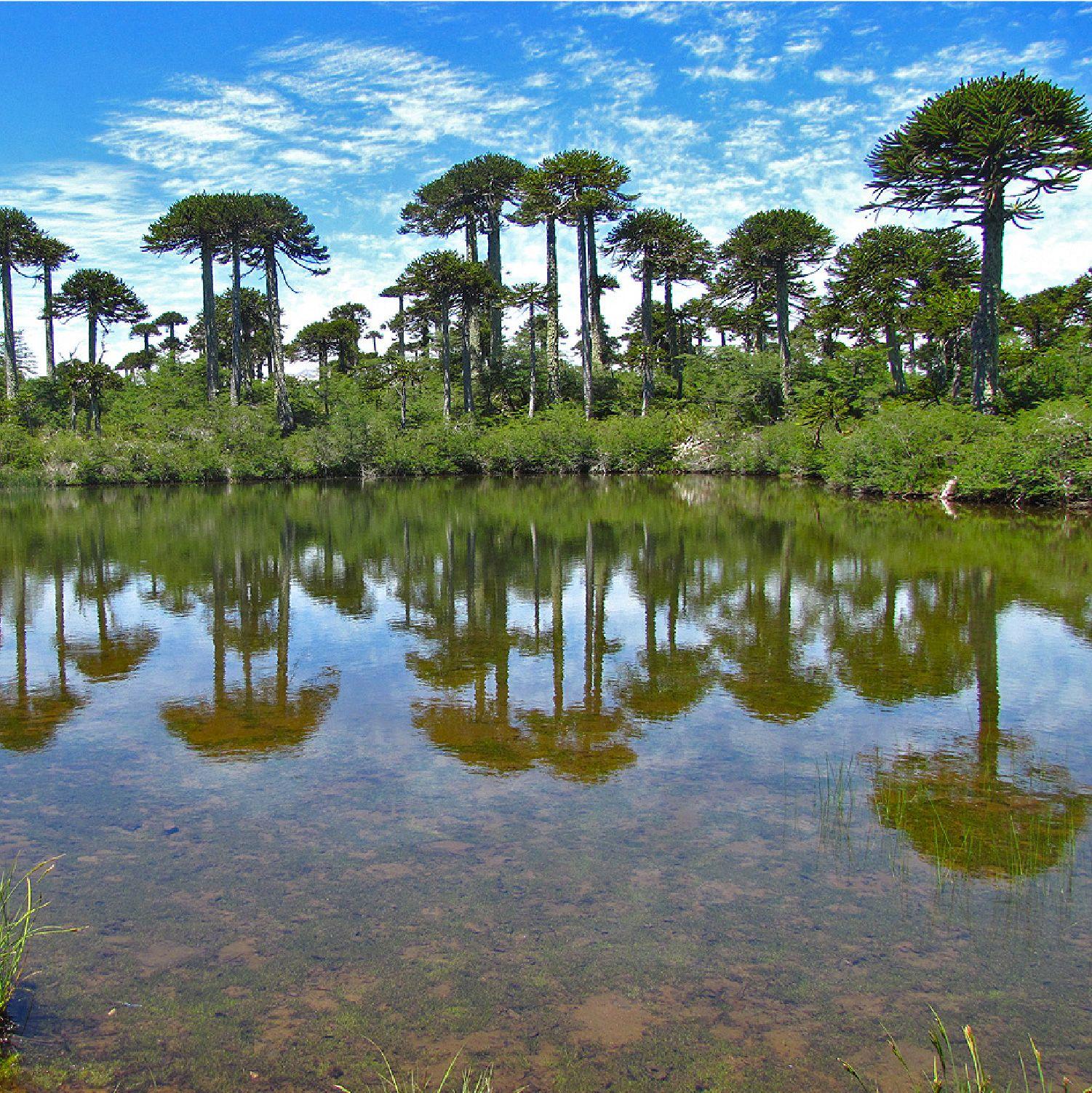 Hamaca Single Tolhuaca Portatil Para Camping Kano-5