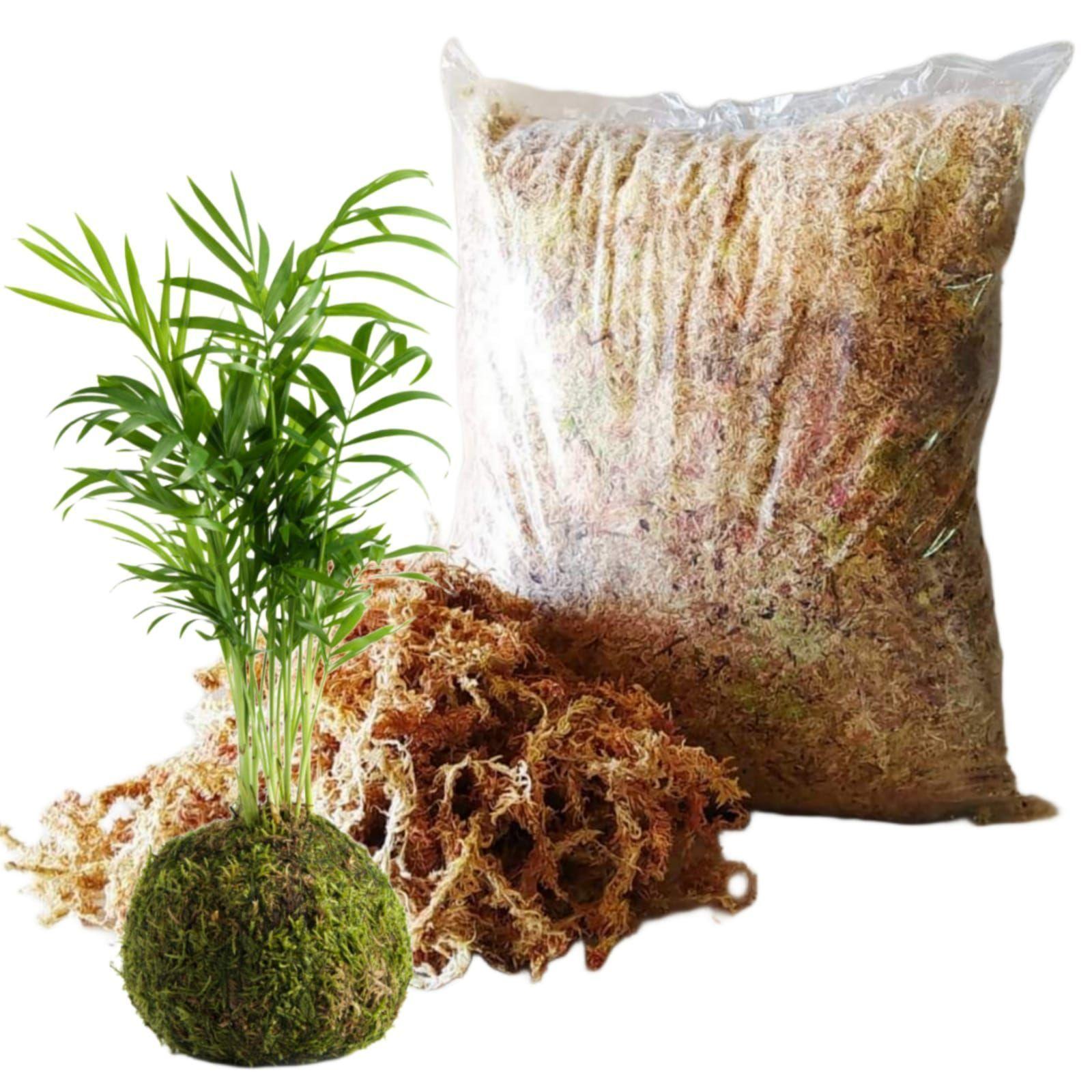 MUSGO PARA KOKEDAMAS 1 kg-0