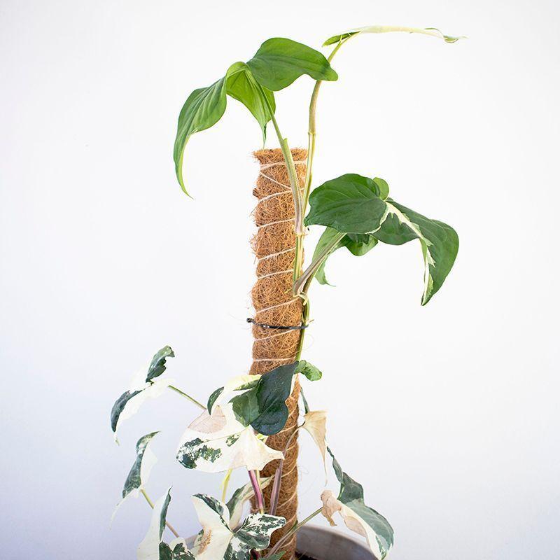 Tutor fibra de coco para plantas trepadoras 46cm-3