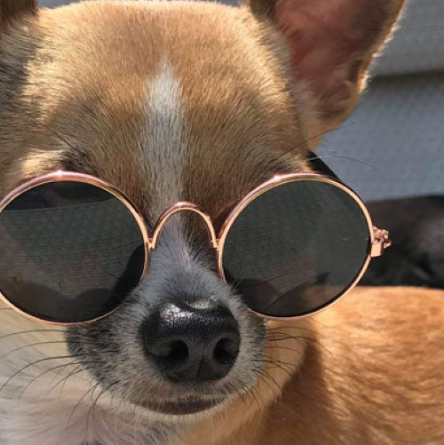 Gafas De Sol Lentes Para Gatos Y Perros Moda Mascotas-7