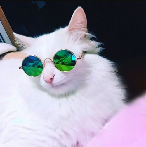 Gafas De Sol Lentes Para Gatos Y Perros Moda Mascotas-5