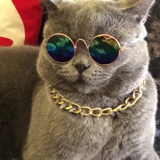 Gafas De Sol Lentes Para Gatos Y Perros Moda Mascotas-3