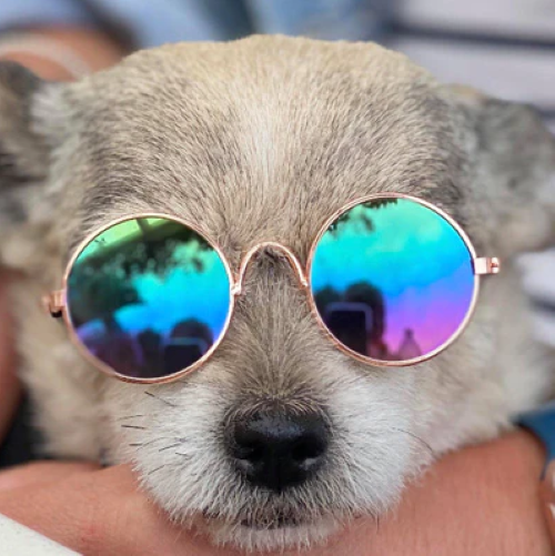 Gafas De Sol Lentes Para Gatos Y Perros Moda Mascotas-4
