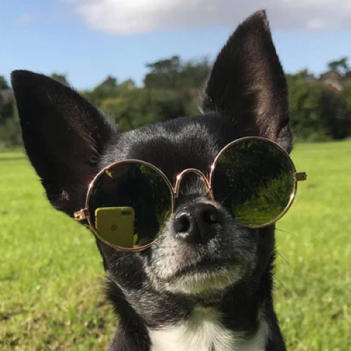 Gafas De Sol Lentes Para Gatos Y Perros Moda Mascotas-2