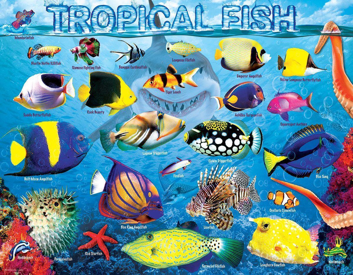 Peces Tropicales-2