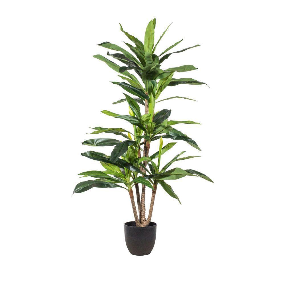 DRACAENA 130cm-0