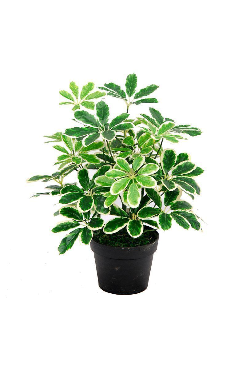 Planta Artificial Cheflera Verde-0