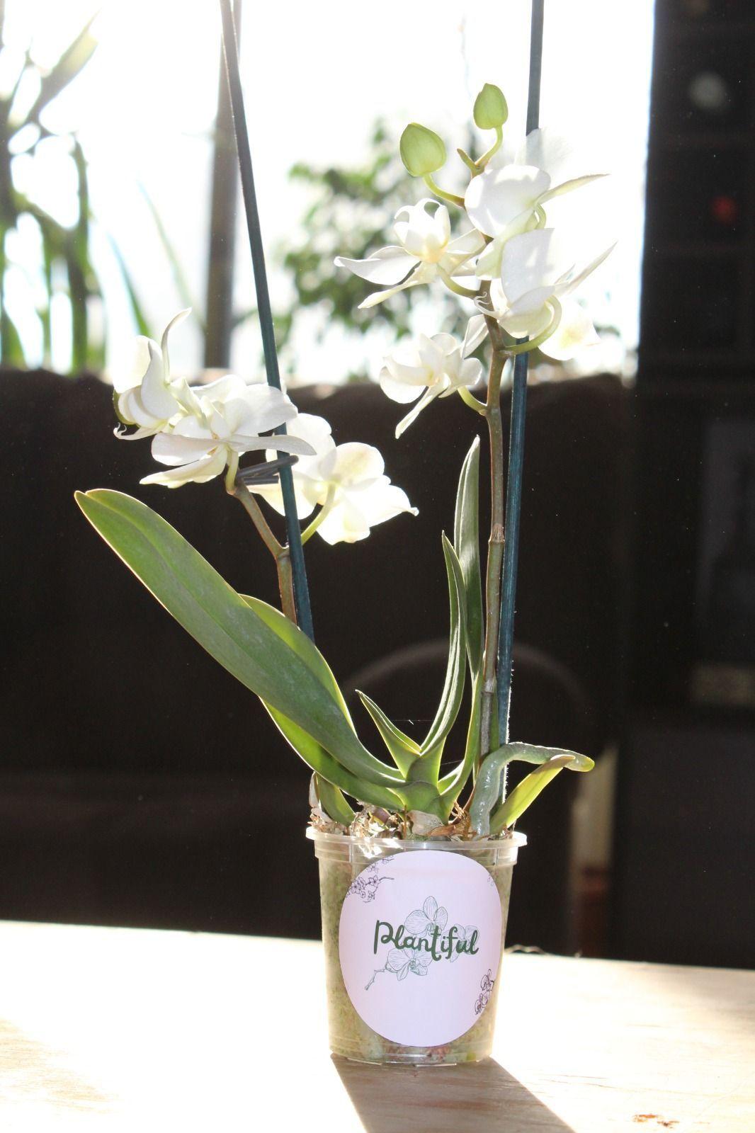 Mini Orquidea Natural Bicolor Blanco-3