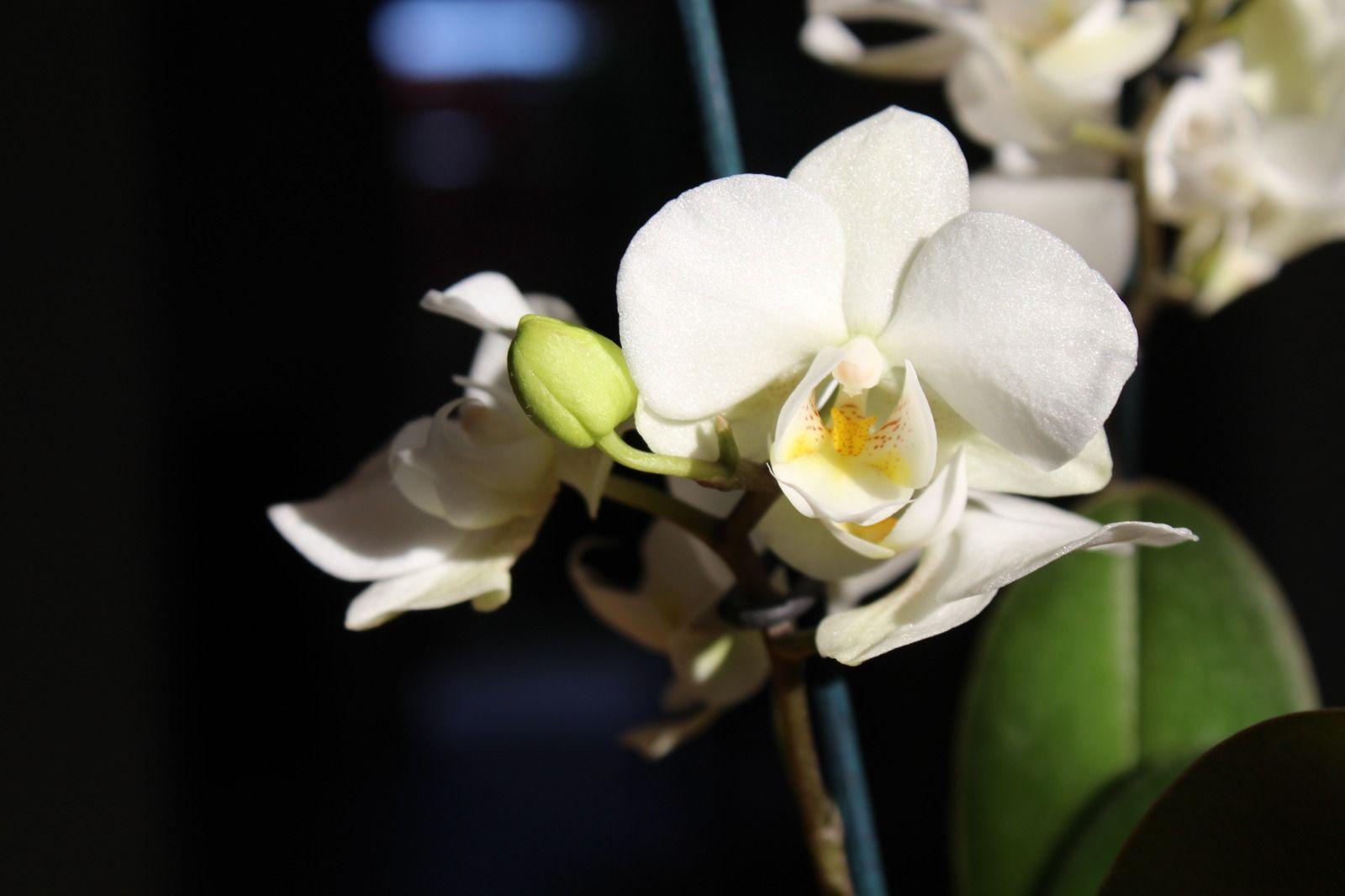 Mini Orquidea Natural Bicolor Blanco-2