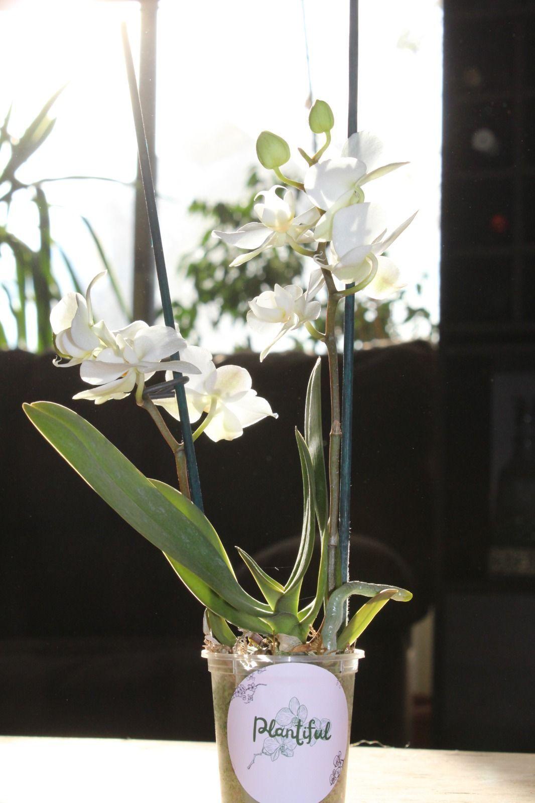 Mini Orquidea Natural Bicolor Blanco-0