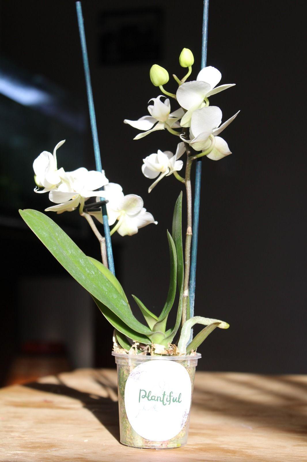 Mini Orquidea Natural Bicolor Blanco-4