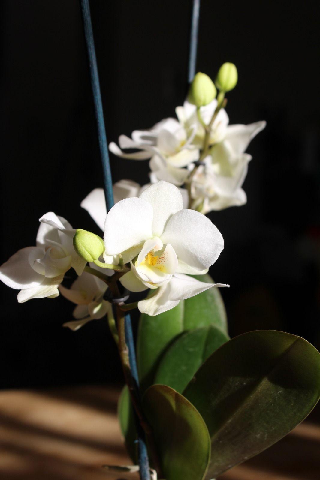 Mini Orquidea Natural Bicolor Blanco-1