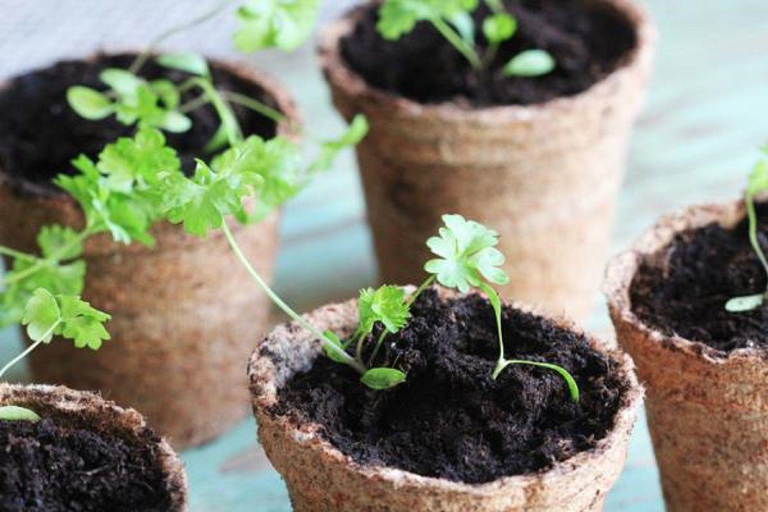 Kit de cultivo Hierbas Aromáticas (GROWKIT)-2