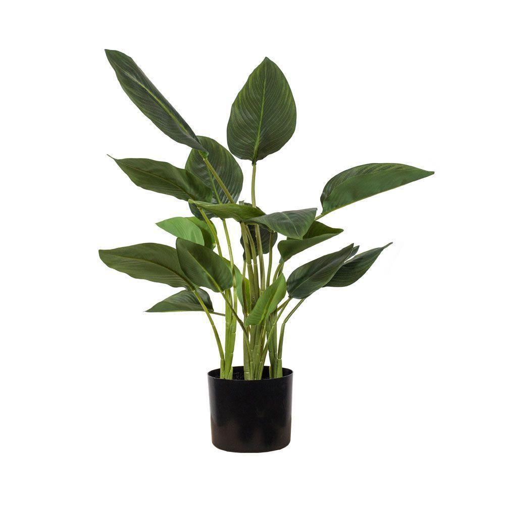Planta Strelitzia 78 cm-0