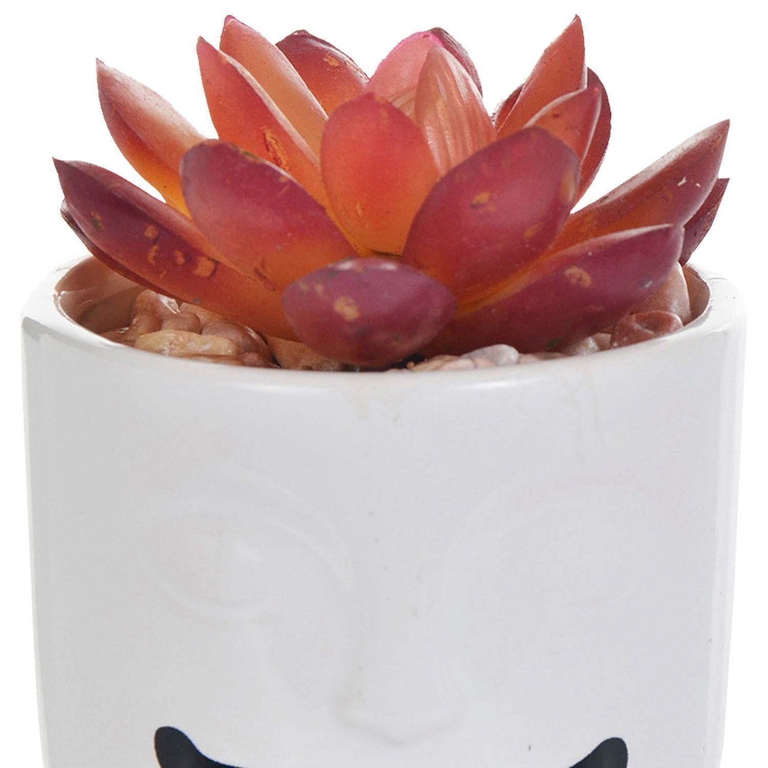 Suculenta Decorativa Antoine Roja-2