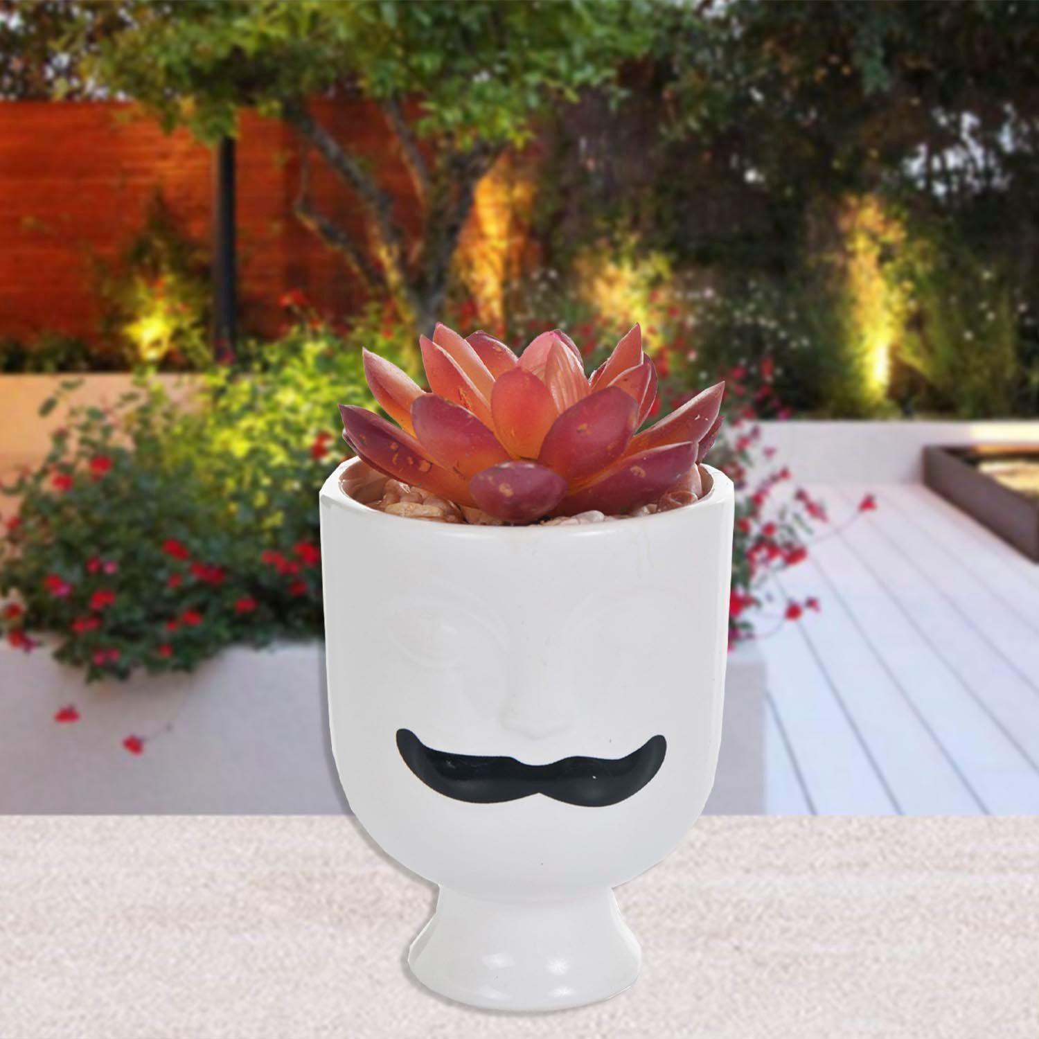 Suculenta Decorativa Antoine Roja-3