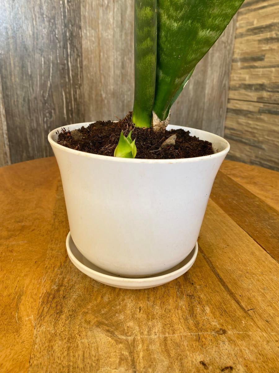 MACETA BIODEGRADABLE CURVO BLANCO C/PLATO 16,5X13-2
