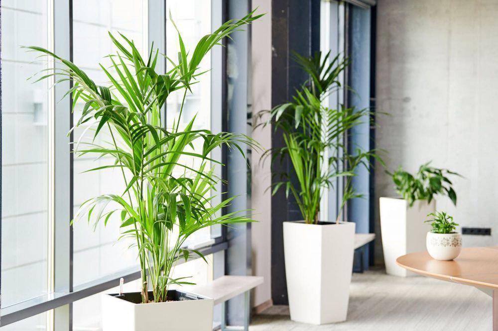 Macetero Autorregante Japandi 76cm Arena-2