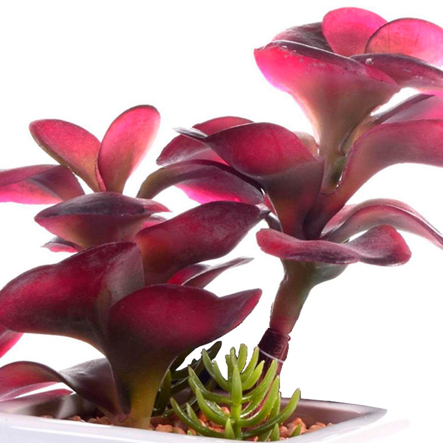 Suculenta Decorativa Roja en Pote Blanco-2