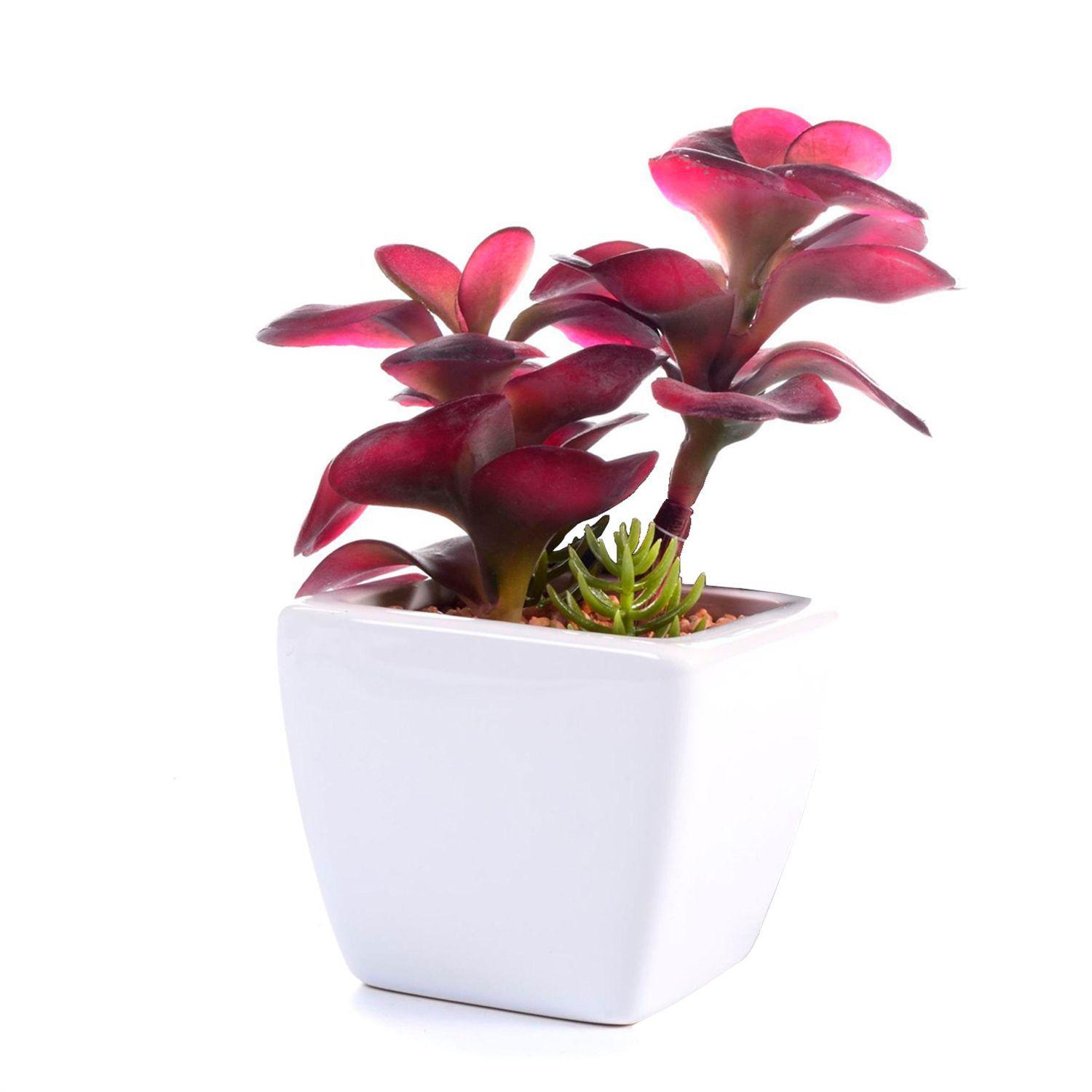 Suculenta Decorativa Roja en Pote Blanco-0