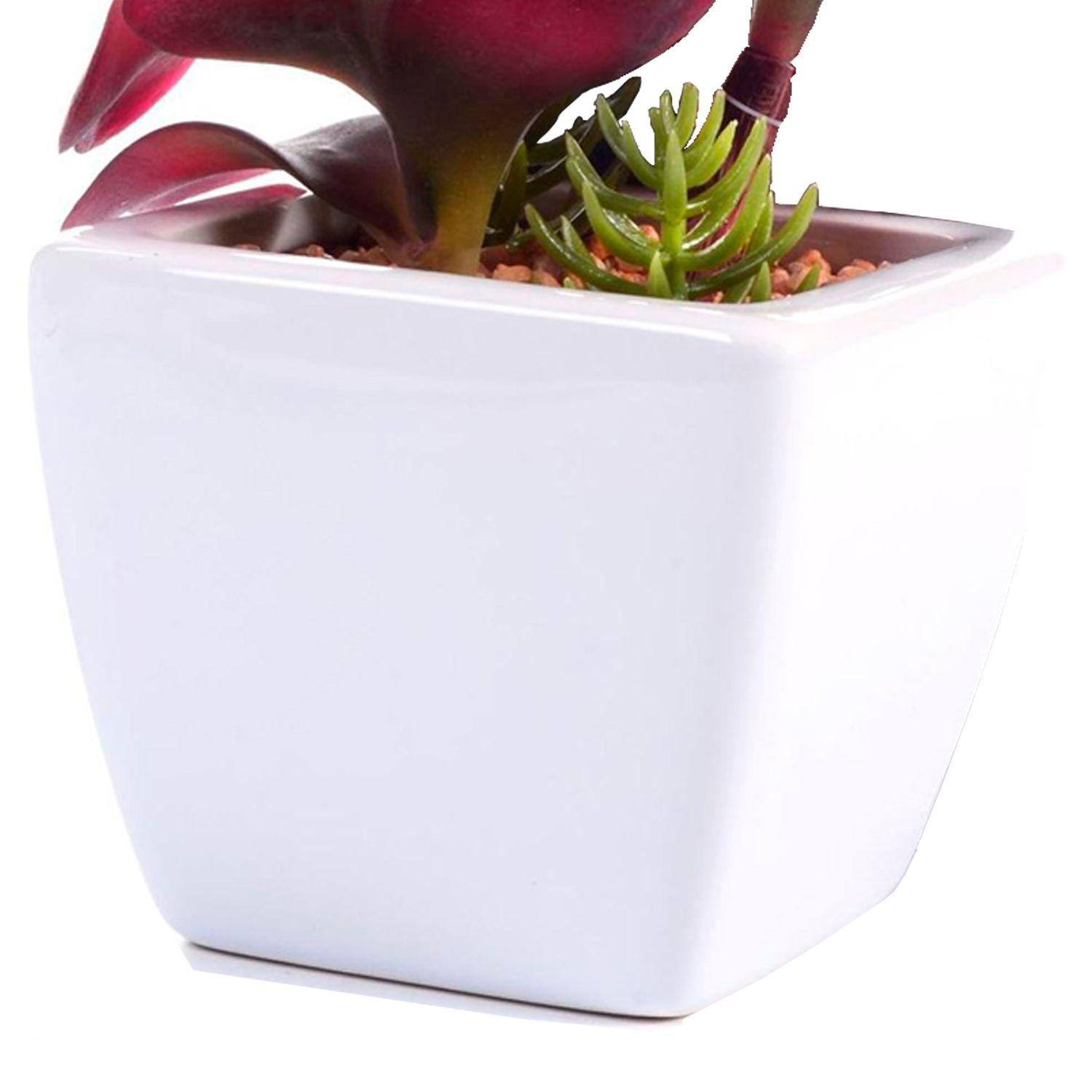Suculenta Decorativa Roja en Pote Blanco-1