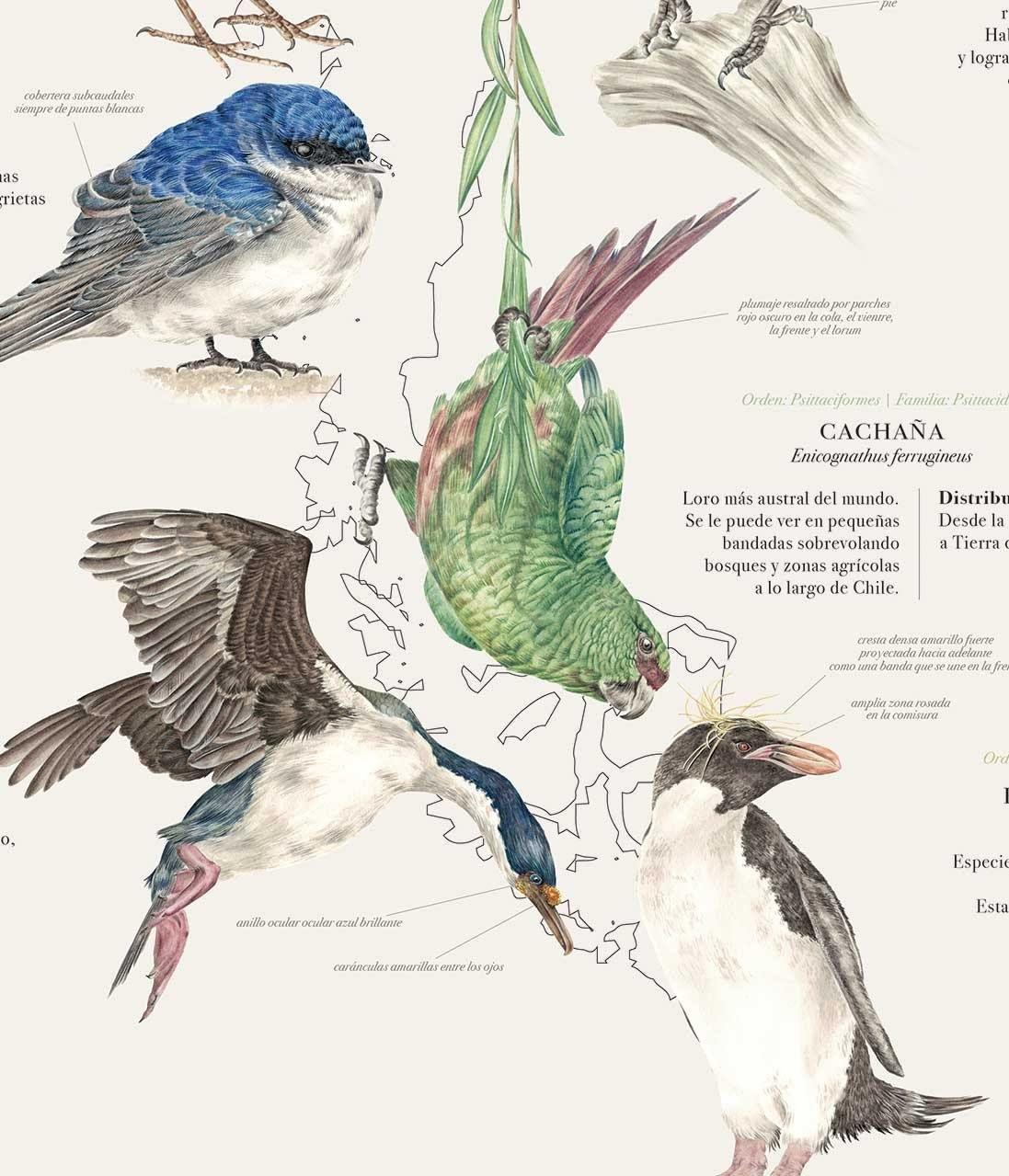 Mapa de Chile con Aves Plumíferos Fantásticos - Lámina-3