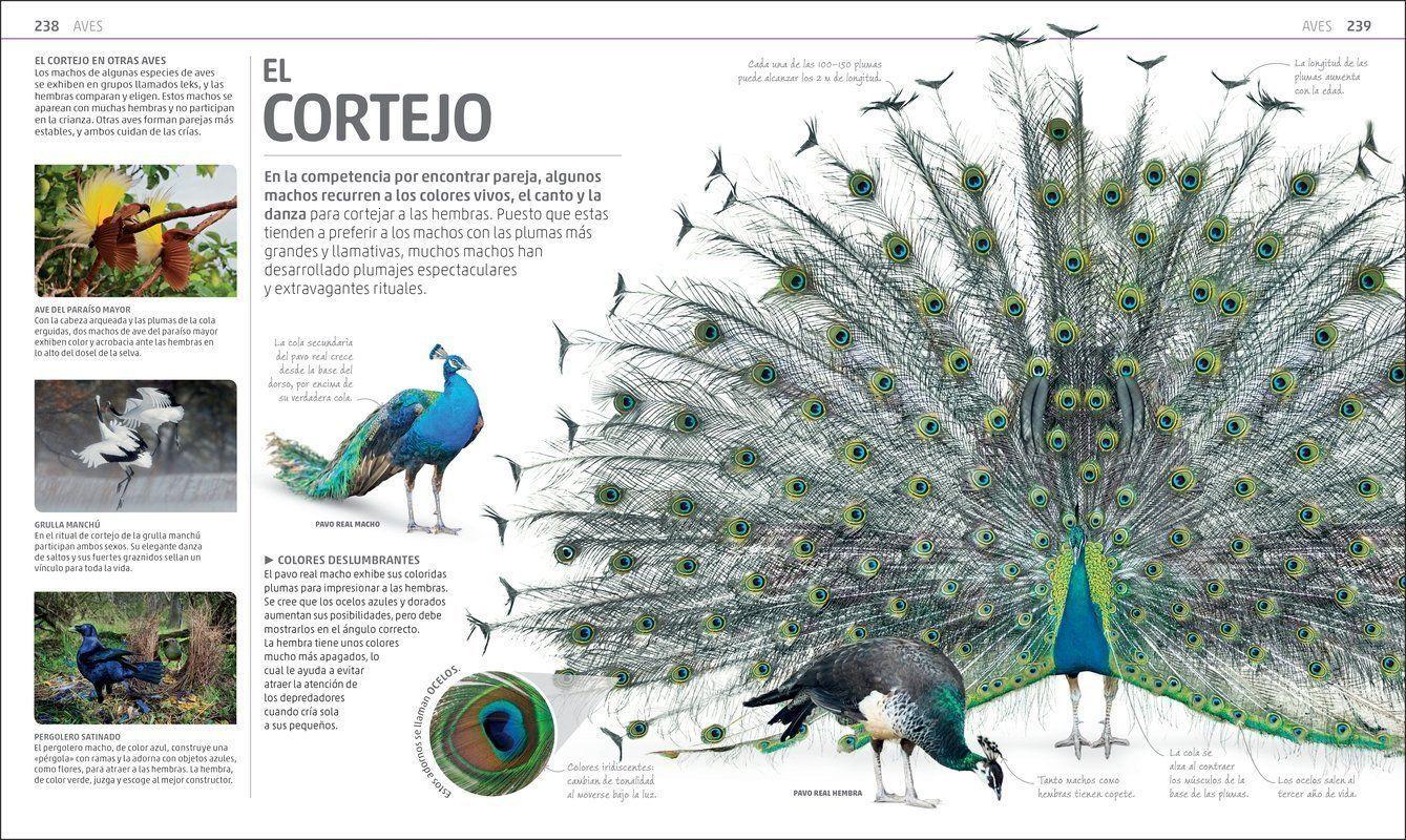 Dk Enciclopedia Secretos De La Naturaleza-1